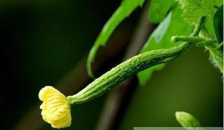 怎样增加苦瓜雌花数(怎样增加苦瓜雌花数量)